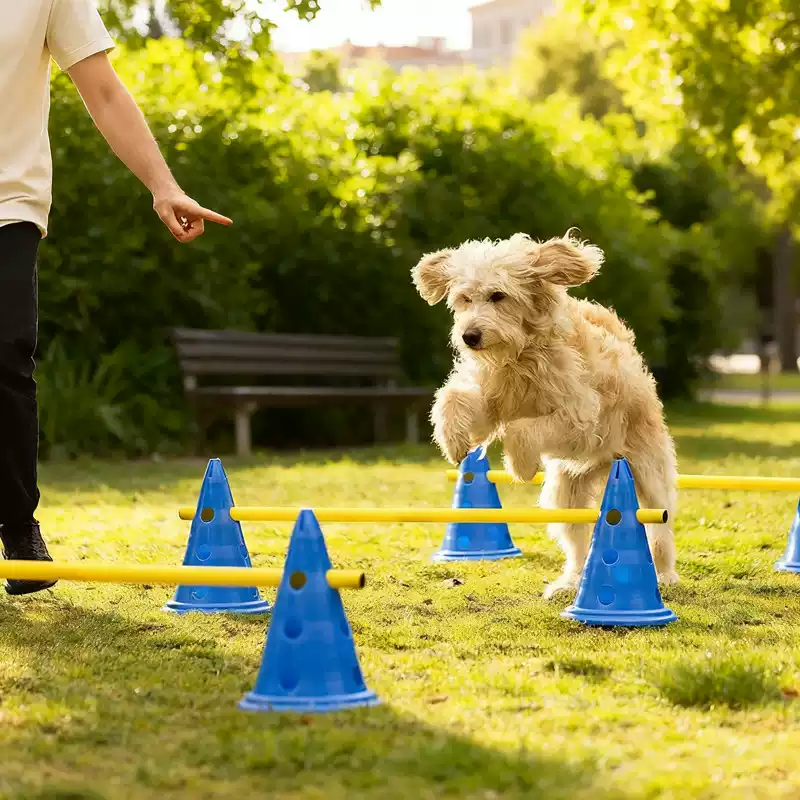 ชุดอุปกรณ์ฝึกความคล่องตัวสำหรั - Agility Hurdle Set บทวิจารณ์และราคา